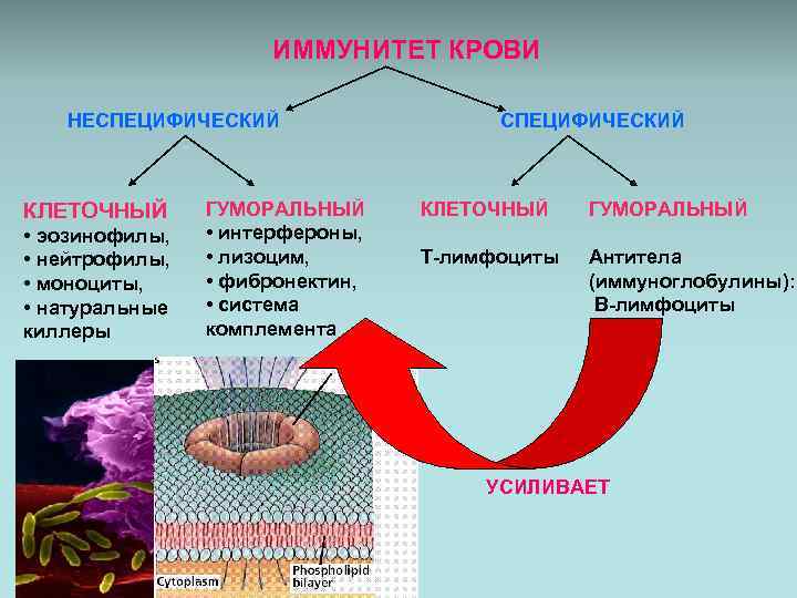 Лизоцим интерферон