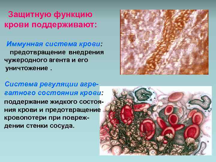 Функции защитной системы. Защитные функции крови иммунитет. Иммунные системы крови. Иммунологическая функция крови. Иммунные свойства крови.