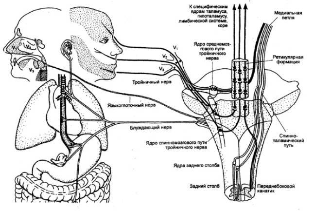 Языкоглоточный блуждающий нерв. Иннервация блуждающего нерва. Языкоглоточный нерв анатомия схема. Тройничный нерв анатомия пути. Языкоглоточный нерв ветви иннервация.