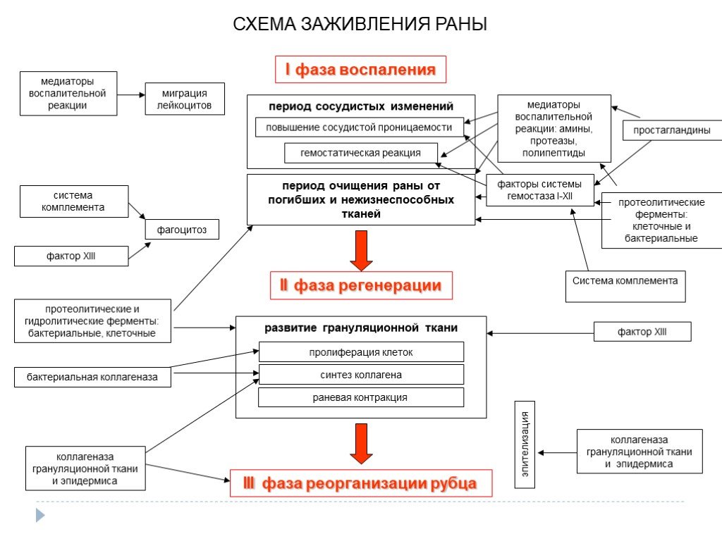 Ран 1 4. Процесс заживления РАН схема. Фазы заживления РАН схема. Патогенез течения раневого процесса по фазам.