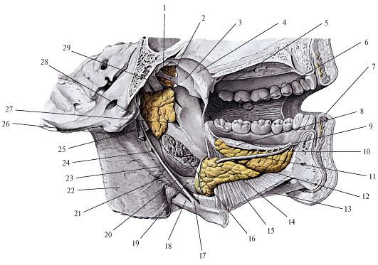 Подъязычная складка. Подъязычное пространство топография. Подъязычная диафрагма анатомия. Подъязычный Желобок анатомия. Абсцесс челюстно-язычного желобка анатомия.