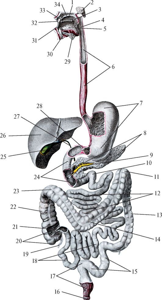 Анатомия жкт. Схема строения пищеварительной системы. Схема строение пищеварительной системы анатомия. Пищеварительная система ана. Система пищеварения схема.