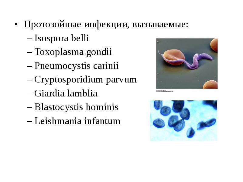 Протозойные инфекции лечение. Протозойные заболевания. Заболевания, вызываемые протозойными инфекциями. Протозойные инфекции при ВИЧ. Протозойная инфекция это в фармакологии.