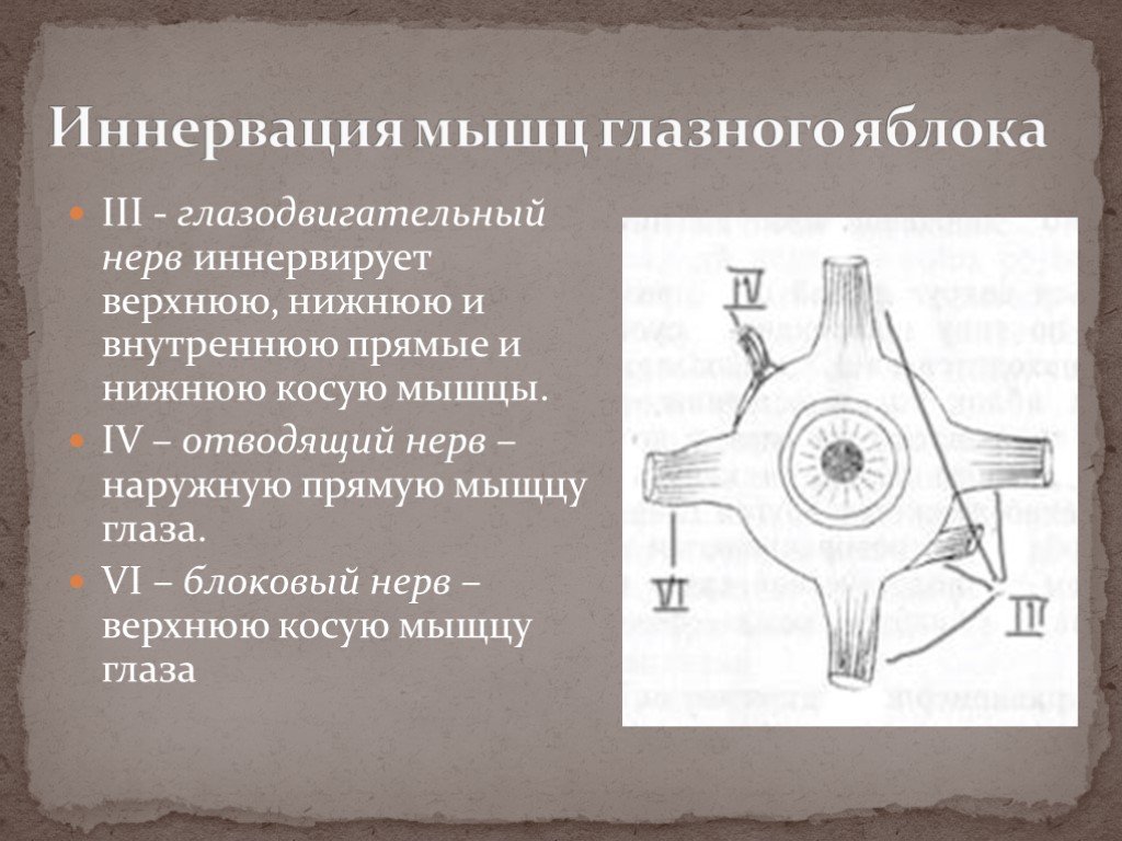 Мышцы иннервирующие глазное яблоко