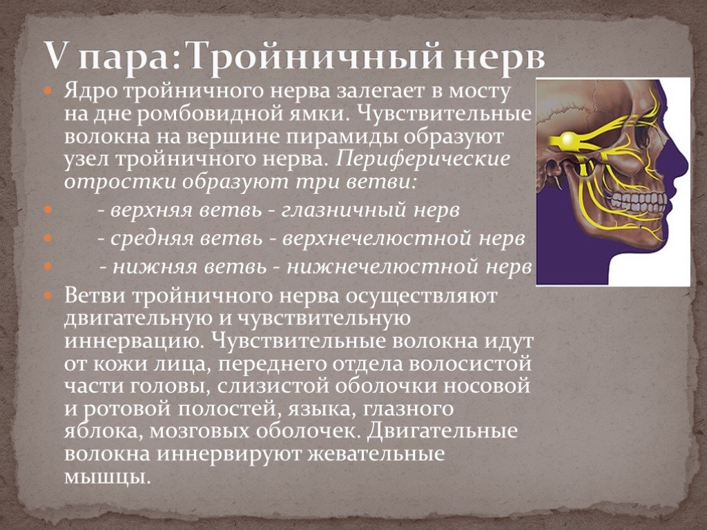 Неврология нерва. Ядро среднемозгового пути тройничного нерва функции. Волокна чувствительного корешка тройничного нерва образованы.