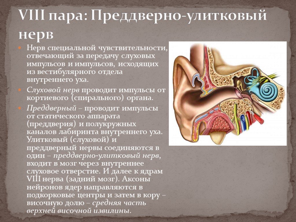 Нервы органа слуха. Преддверно-улитковый нерв анатомия. VIII пара - преддверно-улитковый нерв. Преддверно-улитковый нерв функции. Преддверно-улитковый нерв схема.