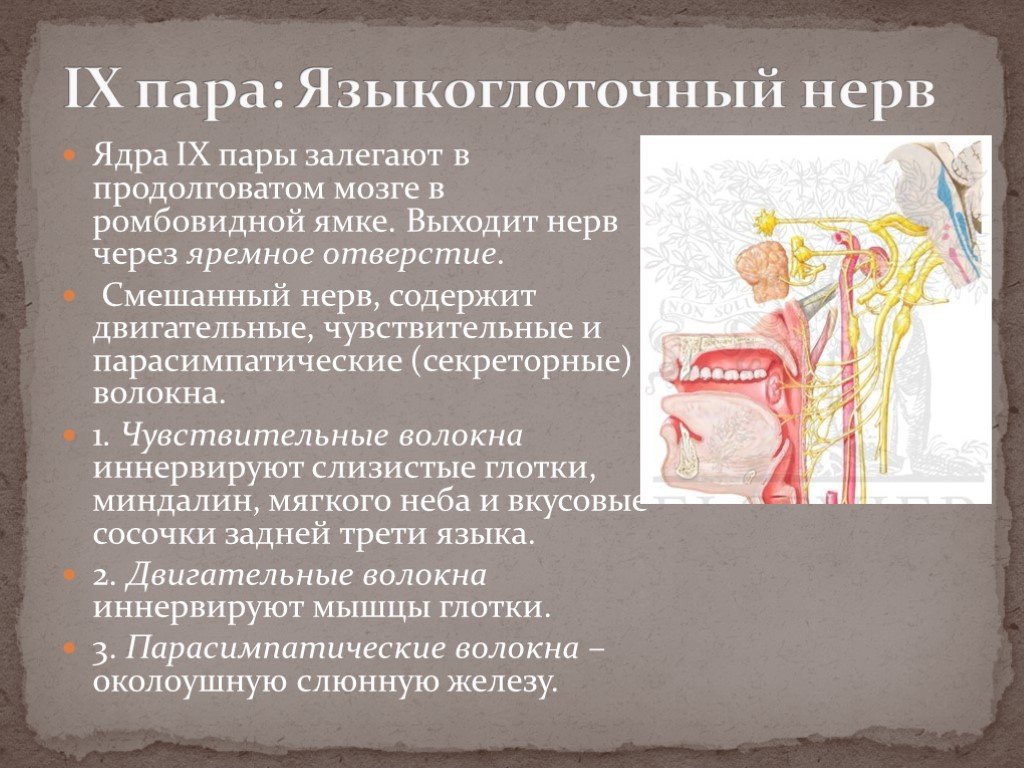 9 пара чмн языкоглоточный нерв.