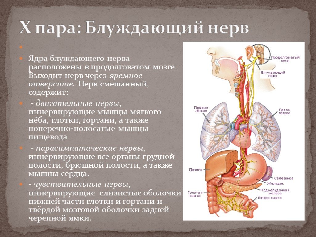 Где находится паре. Локализация ядер блуждающего нерва. Двигательные волокна блуждающего нерва. Ядро 10 пары черепно мозговых нервов. 10 Пара блуждающий нерв иннервирует.