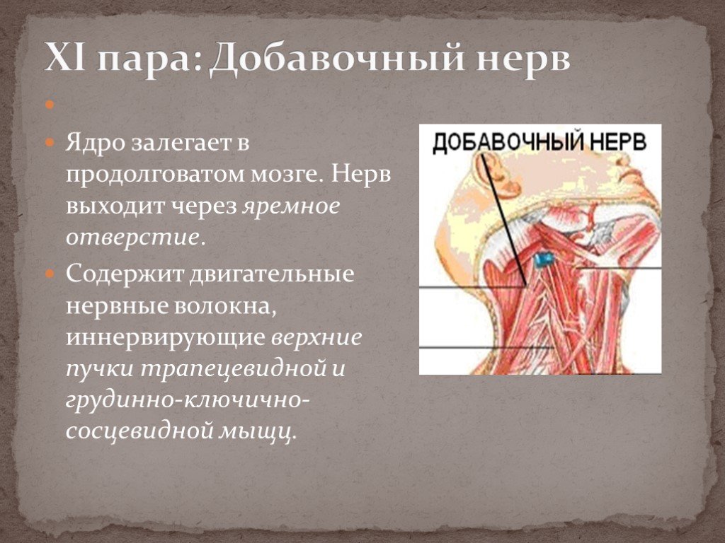 11 черепной нерв. 11 Пара черепных нервов добавочный нерв. 11 Пара добавочный нерв ЧМН. 11 Нерв черепной анатомия. 11 Пара черепных нервов анатомия.
