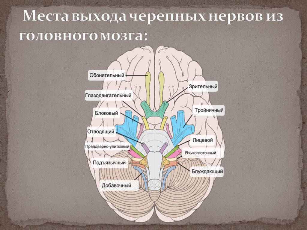 Место выхода нерва из мозга. Черепные нервы 5 и 6. Места выхода ЧМН. Место выхода тройничного нерва из мозга. Пары черепно мозговых нервов анатомия.
