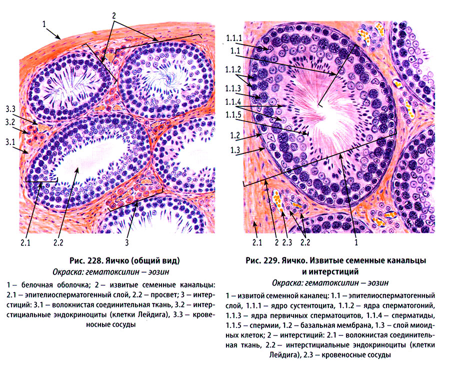 Строение гистологии. Семенник гистология препарат. Извитой каналец семенника гистология препарат. Строение семенника гистология. Поперечный срез семенника крысы препарат.