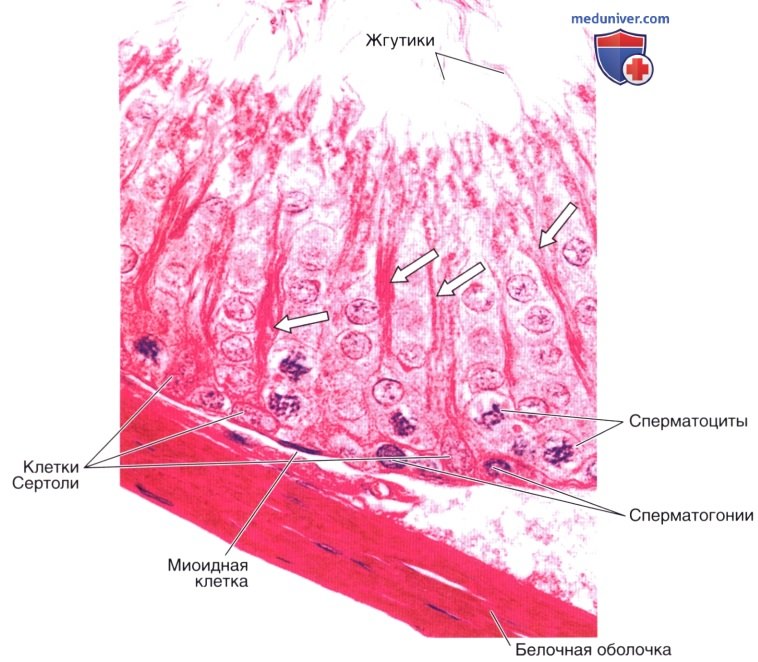 Клетки лейдига гистология. Сустентоциты клетки сертоли. Клетки сертоли гистология. Сустентоциты гистология. Клетки сертоли гистология.