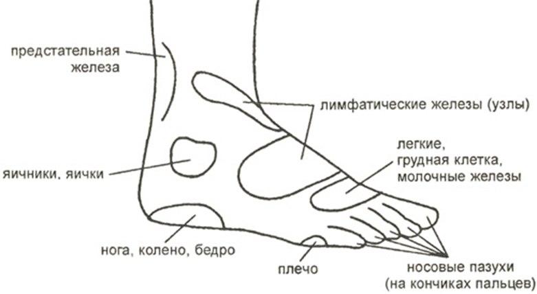 Схема стопы. Точки на внешней стороне стопы. Рефлекторные зоны на внешней стороне стопы. Верхняя сторона стопы.