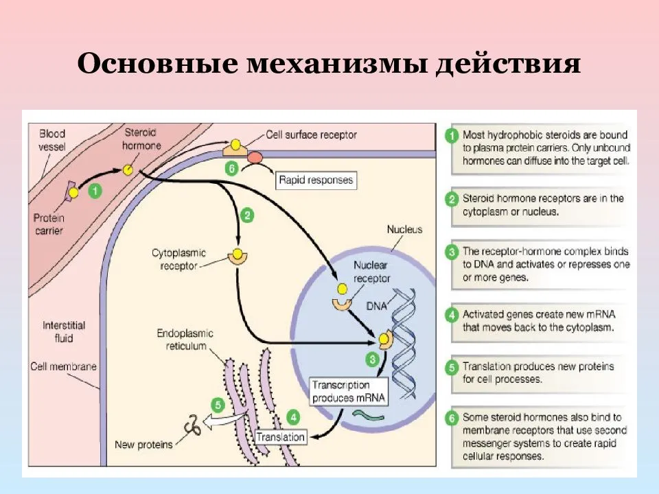 Основной механизм действия