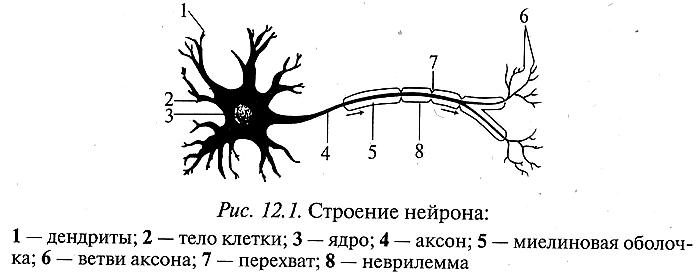 На рисунке изображены нейроны. Строение чувствительного нейрона. Вставочный Нейрон строение. Нейрон неврилемма строение. Работа 1 строение нервной клетки.