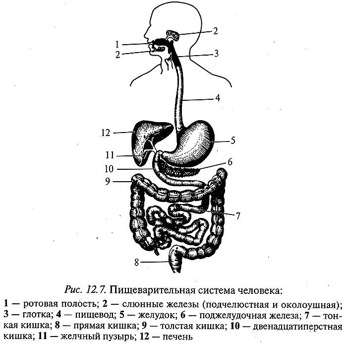 Отделы пищеварительной системы рисунок. Пищеварительная система ЕГЭ. Пищеварительная система рисунок ЕГЭ. Пищеварительная система человека ЕГЭ. Протоки пищеварительной системы.