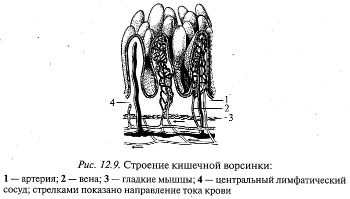 Схематичное строение кишечной ворсинки. Строение кишечной ворсинки. Кишечная Ворсинка схема. Строение ворсинки тонкой кишки. Строение кишечных ворсинок рис.
