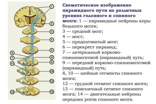 Латеральный корково спинномозговой