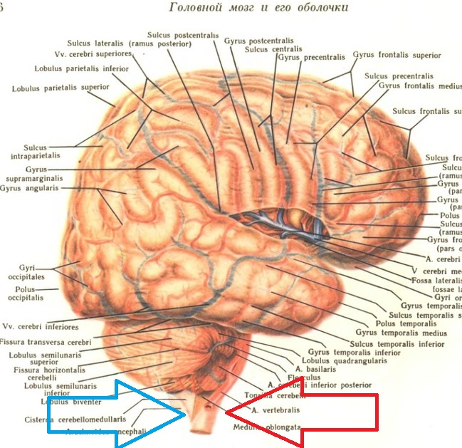 топография продолговатого мозга. ядра задних канатиков продолговатого мозга. ядра серого вещества продолговатого мозга. анатомия и топография продолговатого мозга кратко. топография продолговатого мозга.