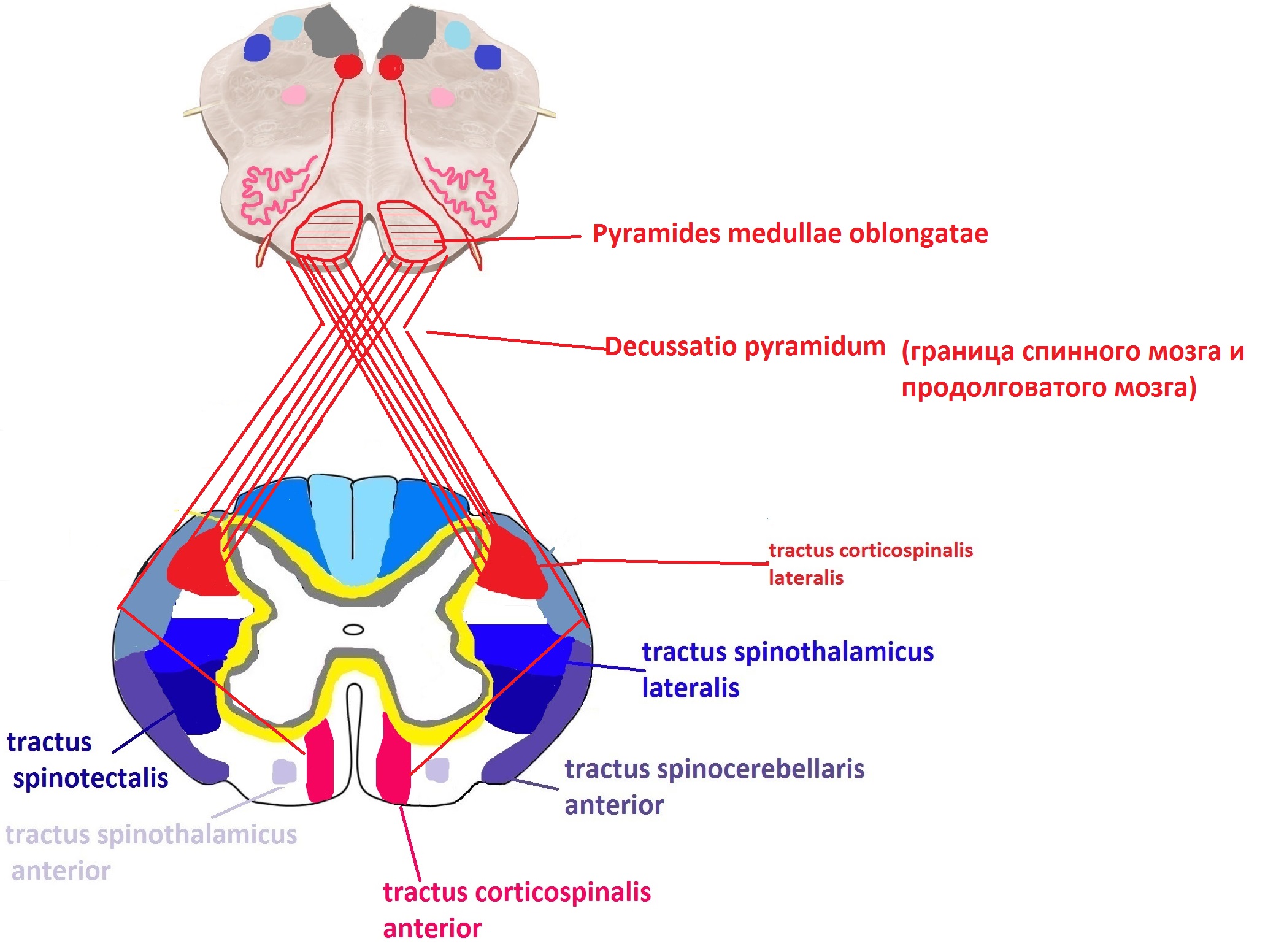 Пути головного мозга. Спинной мозг Tractus. Tractus corticospinalis функции. Предверноспиномозговой путь Перекрест. Tractus spinothalamicus lateralis спинной мозг.