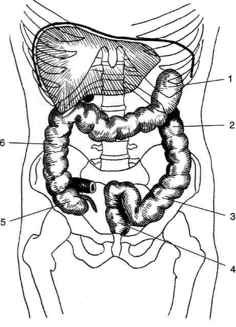 Селезеночный угол толстого. Сигмовидная ободочная кишка топография. Топография сигмовидной кишки. Скелетотопия сигмовидной кишки.