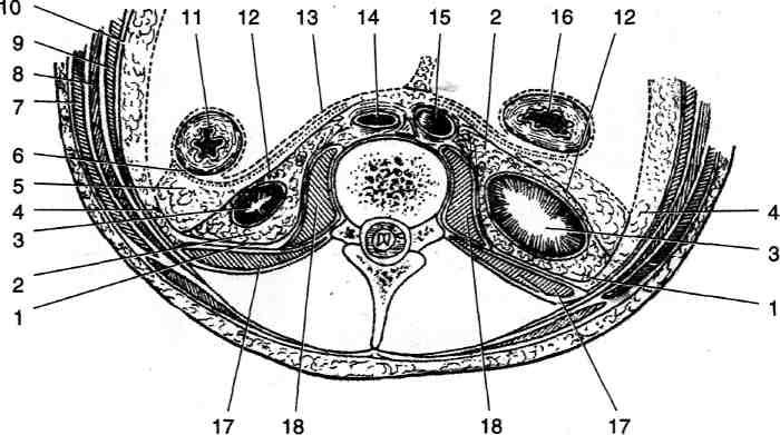 Разрез через. Послойная топография поясничной области и забрюшинного пространства. Клетчаточные пространства забрюшинного пространства. Забрюшинная клетчатка анатомия. Забрюшинное пространство топографическая анатомия.