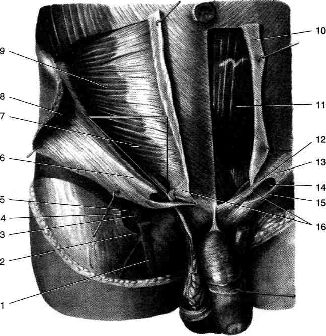 Анатомия мужчины паховая