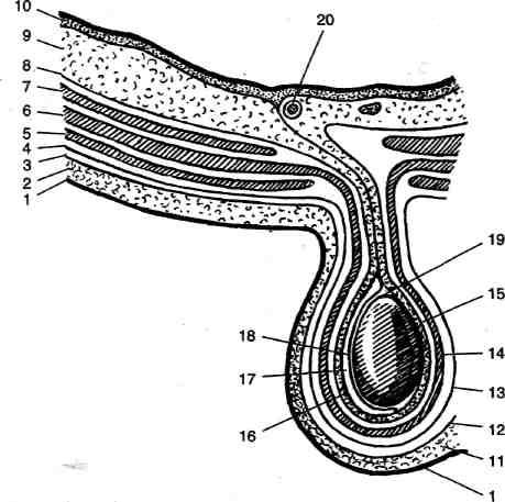 Канатик яичка. Ободлочки я ичка и семенного канатика. Оболочки яичка и семенного канатика анатомия. Мошонка и семенной канатик анатомия. Наружная семенная фасция яичка.