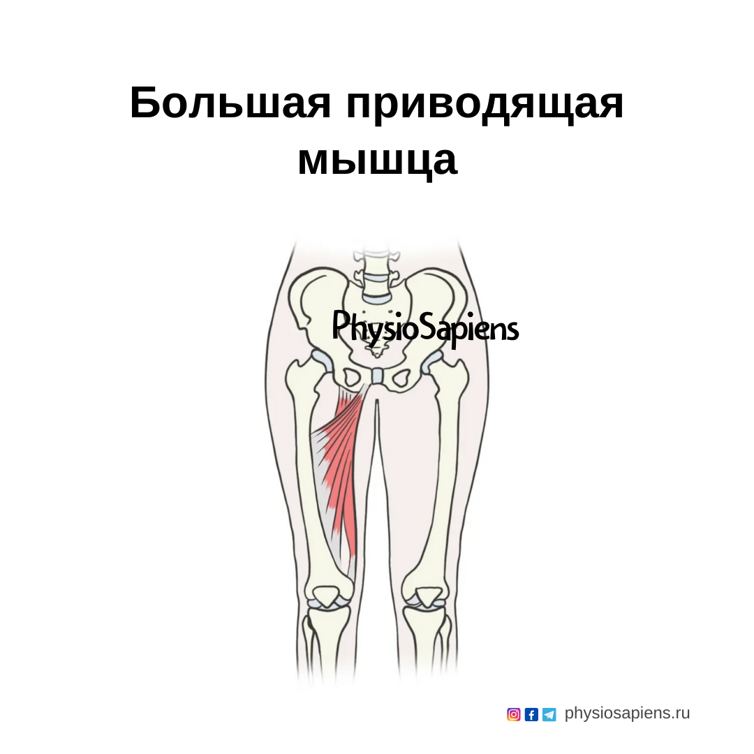 Травма задней поверхности бедра. Большая приводящая мышца. Большая приводящая мышца бедра. Аддукторы бедра. Широкая приводящая мышца.