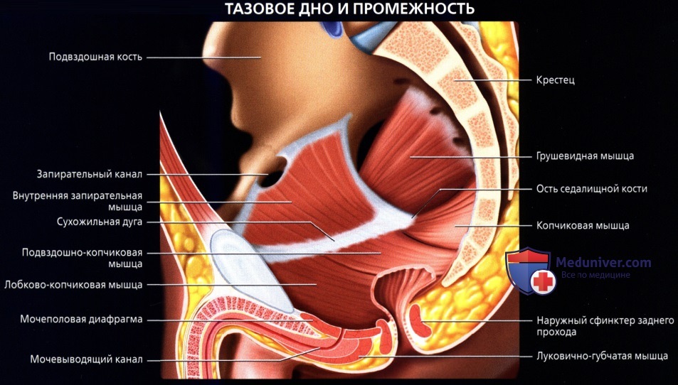 Тазовая диафрагма. Мышца поднимающая задний проход анатомия. Лобково-копчиковая анатомия. Мышцы тазового дна у мужчин анатомия. Мышцы тазового дна у женщин анатомия.