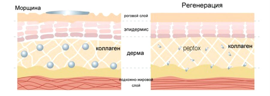 Регенерация кожи. Регенерация эпидермиса. Регенерация эпидермиса кожи.
