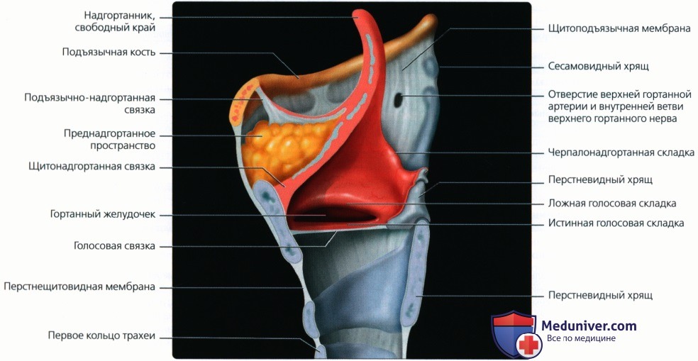 Надгортанник это. Черпалонадгортанная складка анатомия гортани. Надгортанник анатомия кт. Черпалонадгортанная связка на кт. Кт анатомия гортани человека.