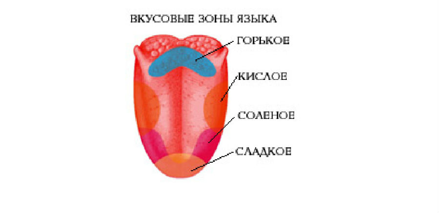 Язык отмечать. Уровневое строение языка. Язык человека строение фото. Прикорневая зона языка. Строение языка человека фото с описанием.