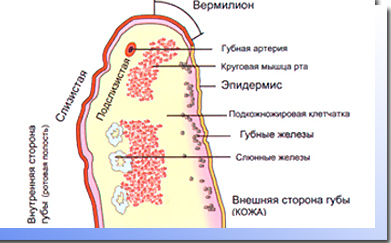 Строение губ человека анатомия рисунок с подписями