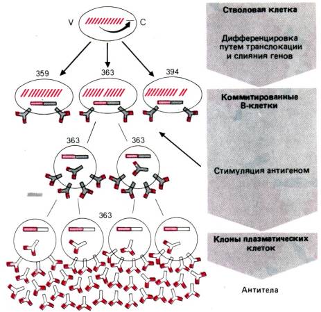 дифференцировки плазматических клеток. дифференцировки плазматических клеток. пролиферация т клеток. дифференцировки плазматических клеток. антитела (иммуноглобулины) синтез иммуноглобулинов.