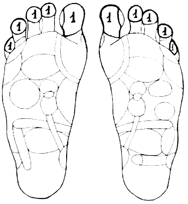 Схема стопы человека