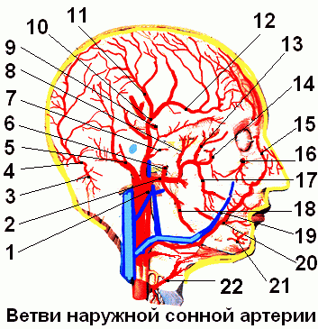 Ход артерий. Ветви сонной артерии схема. Ветви наружной сонной артерии. Наружная Сонная артерия и ее ветви схема. Группа концевых ветвей наружной сонной артерии.