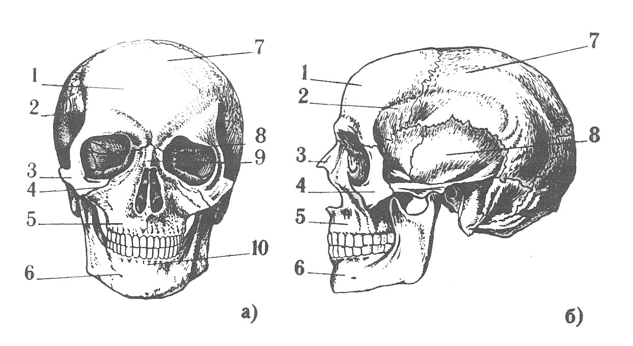 Кости черепа каждая кость. Кости скелета головы человека анатомия. Череп спереди схема. Строение черепа человека кости черепа. Череп скелета сбоку.
