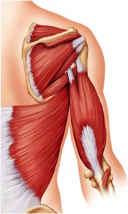 Мышцы плечевого сустава