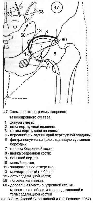 Схема тазобедренного сустава. Тройничный нерв анатомия схема тазобедренного сустава. Тазобедренный сустав схема. Суставы на бедрах схема. Схема бедренной кости и колена.
