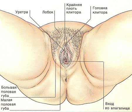 Порно Строение Женских