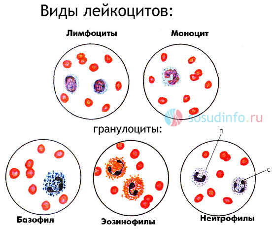 Лейкоциты виды. Виды лейкоцитов рисунок. Все виды лейкоцитов. Лейкоциты в крови рисунок. Виды лейкоцитов в крови.