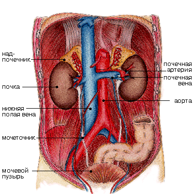 Почки в брюшной полости. Расположение органов брюшной полости почки. Анатомия брюшной полости человека почки. Расположение почек у человека в брюшной полости. Органы брюшной полости мочевой пузырь.