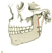 Prognathia латынь