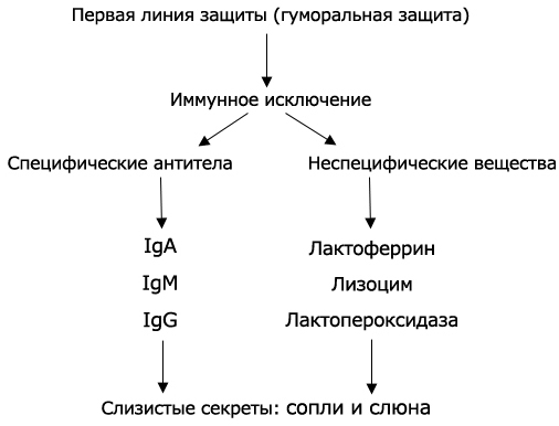 Линия защиты. 2 Линия защиты организма. Иммунное исключение. Первая линия иммунной защиты. Первая и вторая линии защиты иммунной.