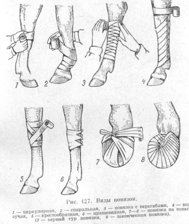 Техника наложения. Методы наложения повязок в ветеринарии. Техника наложения повязок КРС. Десмургия повязки техника. Техника наложения повязок Ветеринария.
