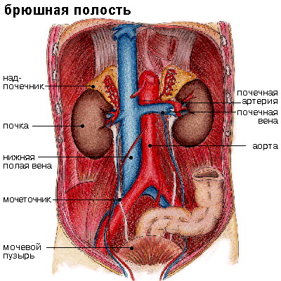 Границы забрюшинного пространства топографическая анатомия