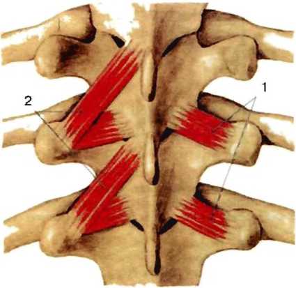 Межпоперечные мышцы спины функции
