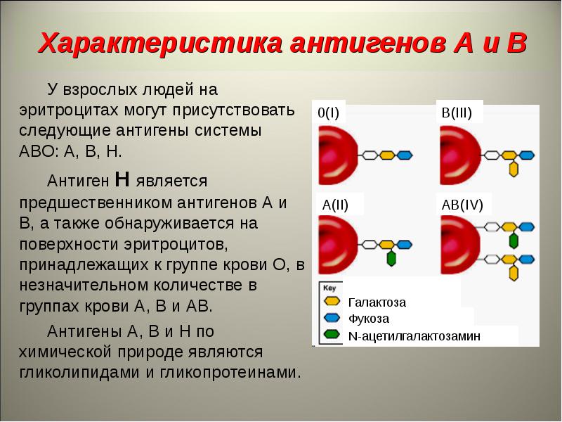 Антиген. Н-, А-антигены экспрессируются на мембране эритроцитов людей:. Антигенные системы крови система АВО. Характеристика антигенной структуры эритроцитов. Охарактеризуйте антигены эритроцитов..