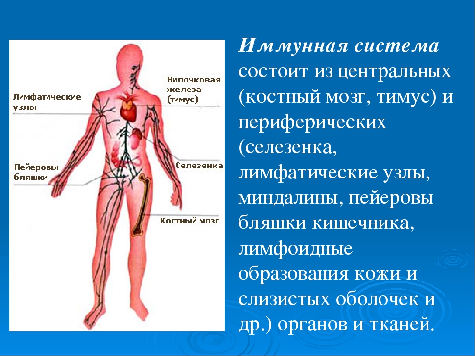 Иммунная система презентация анатомия